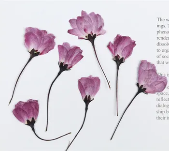 60pcs,Naravne Pritisnete begonia Cvet z matičnimi,Večno Češnjev cvet za DIY Poročna vabila Foto Zaznamek Darilne Kartice