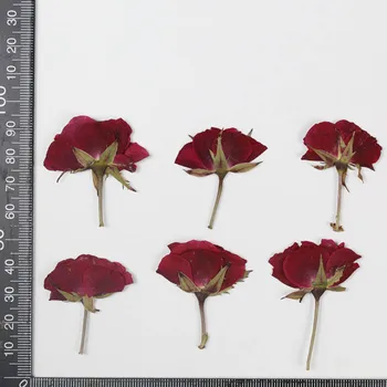 60pcs Posušene Strani Pritisnili Rdeče Rose Cvet Rastline Za Herbarij Nakit Zaznamek Telefon Primeru Foto Okvir Sveča Umetnosti DIY